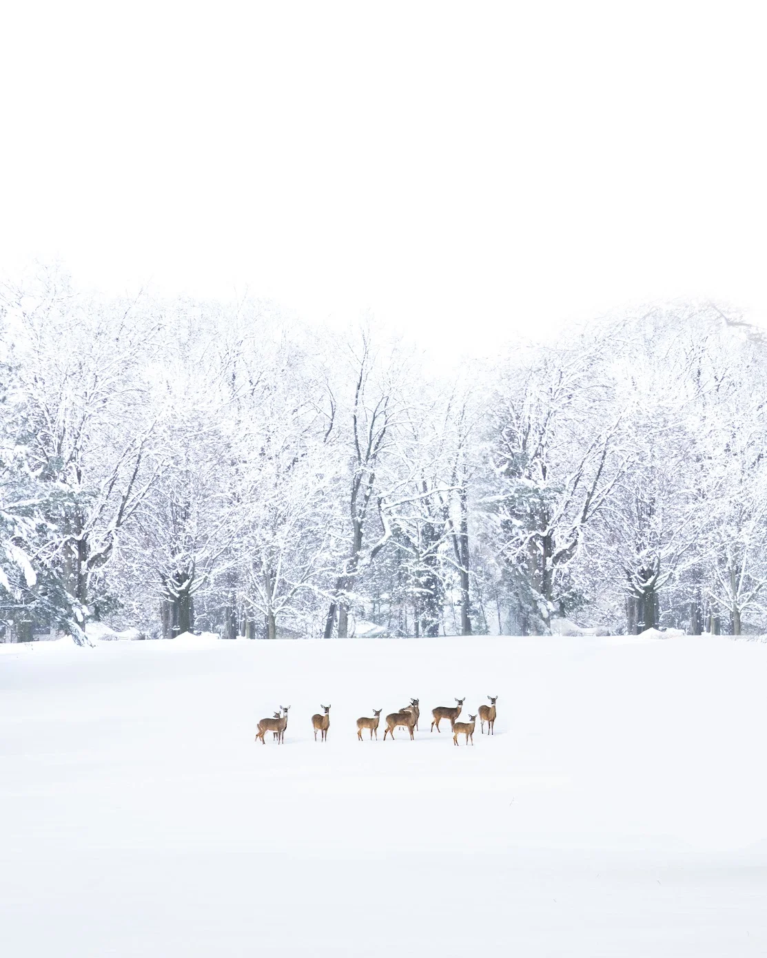Deer grazing in Graystones open meadow