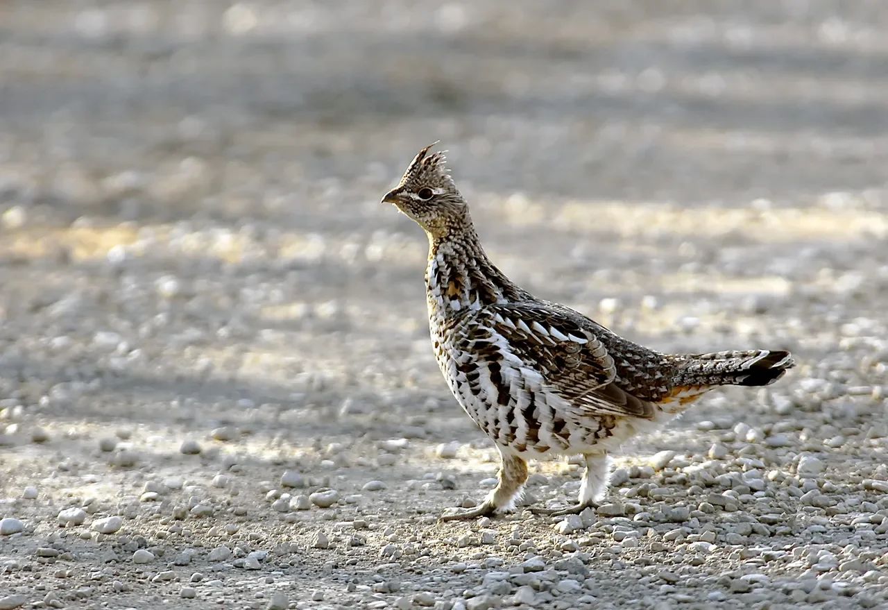 Grouse at Graystones