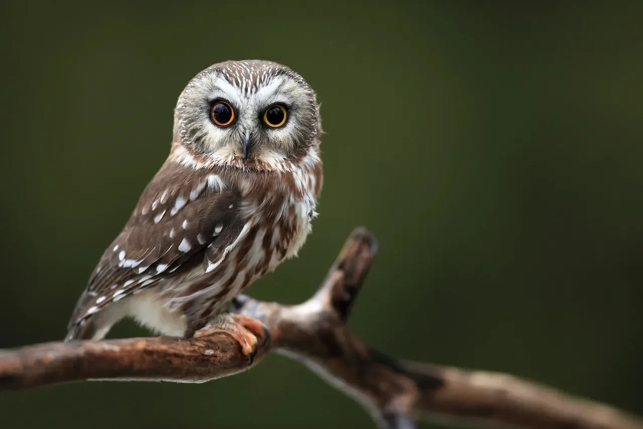 Saw-whet Owl at Graystones
