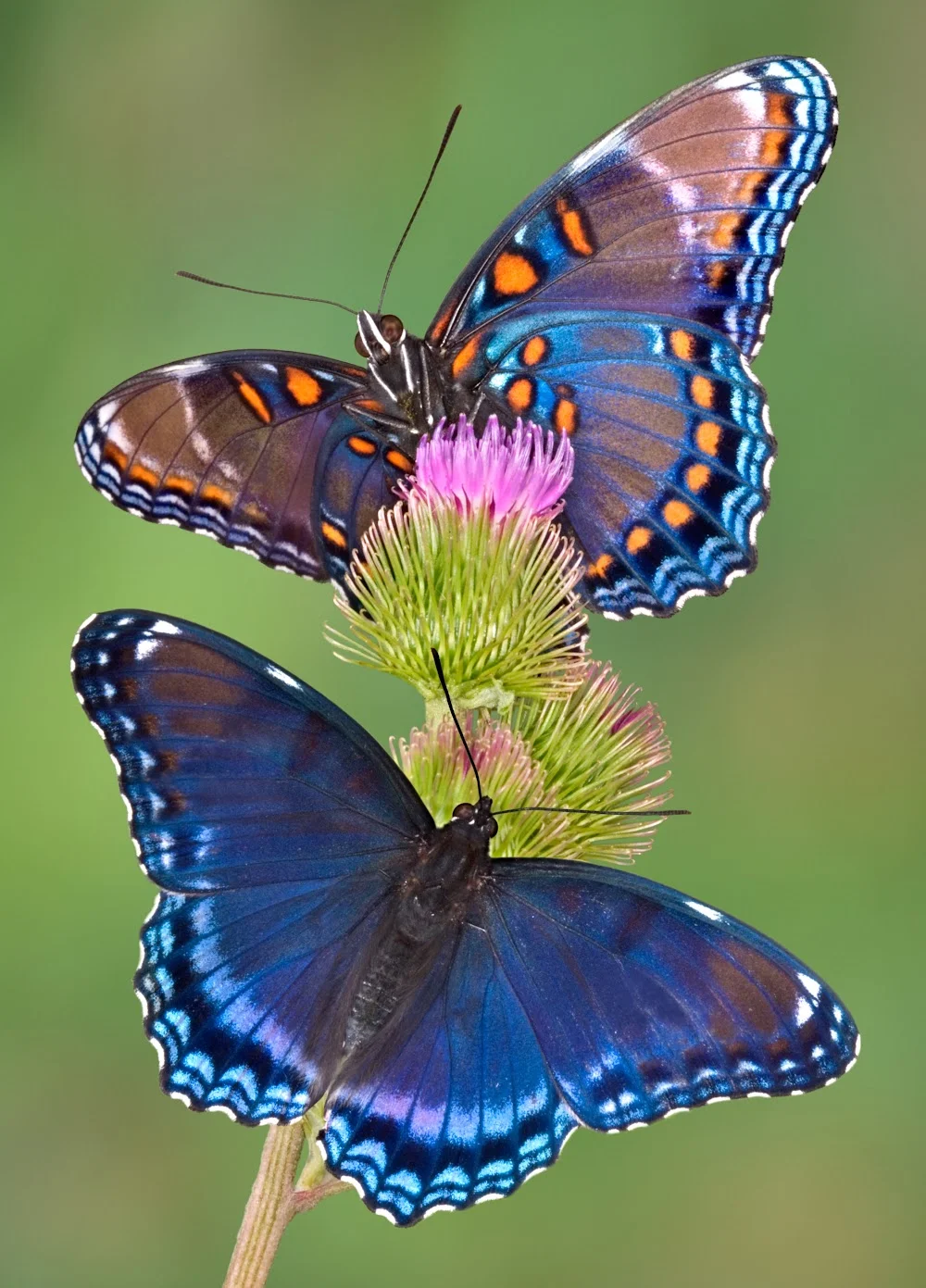 Red Spotted Purple Butterflies at Graystones