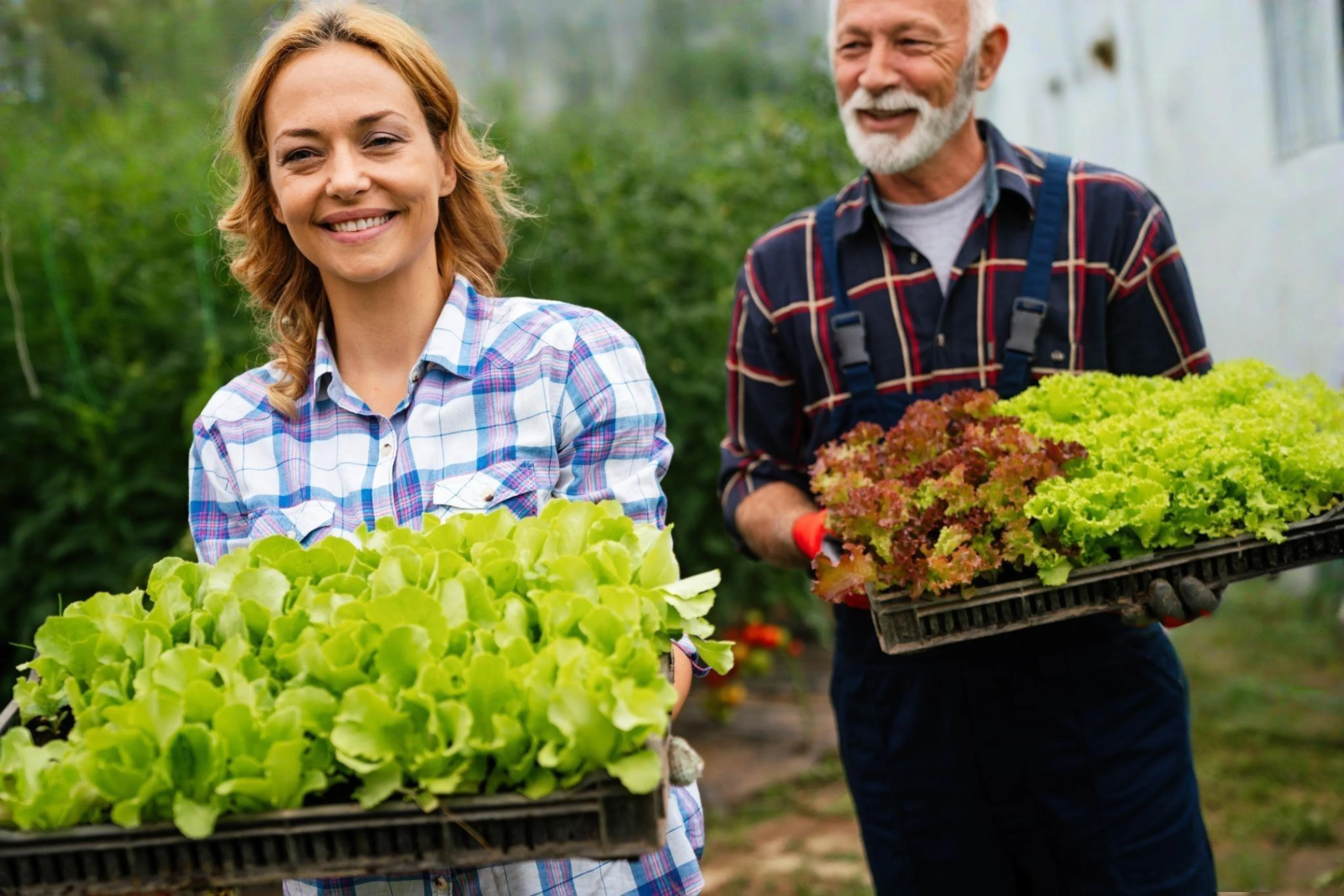 Couple picking fresh produce in the Graystones garden