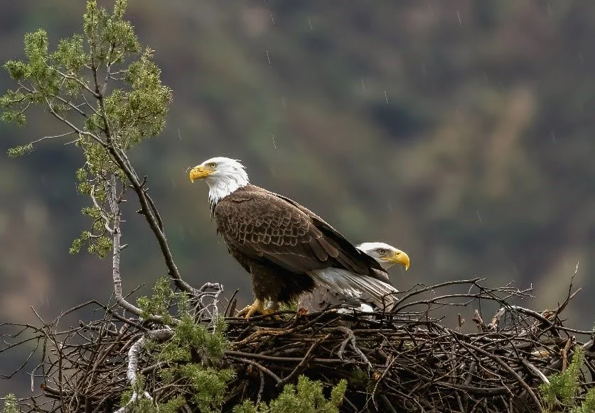 Bald Eagles at Graystones Preserve