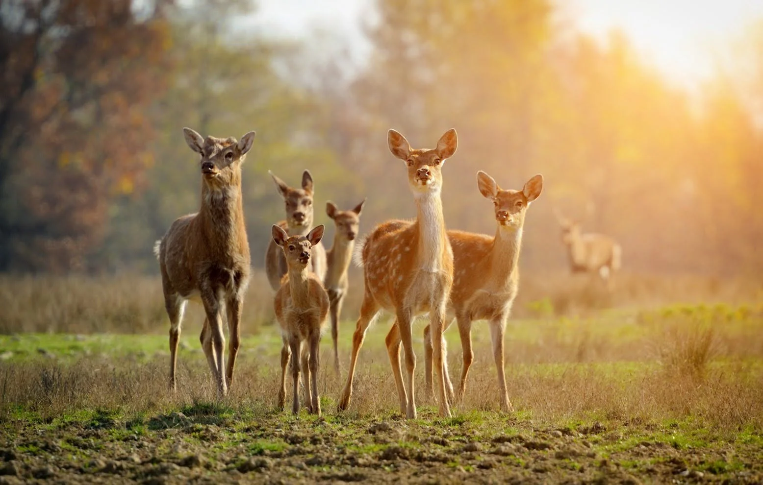 Deer at Graystones Preserve