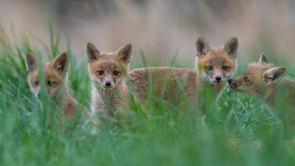 Foxes at Graystones Preserve