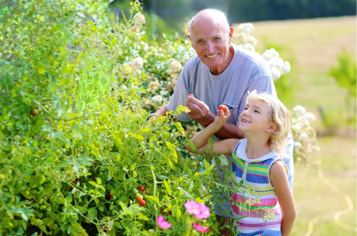 Grandfather and grandchild picking tomatoes in the garden at Graystones Preserve