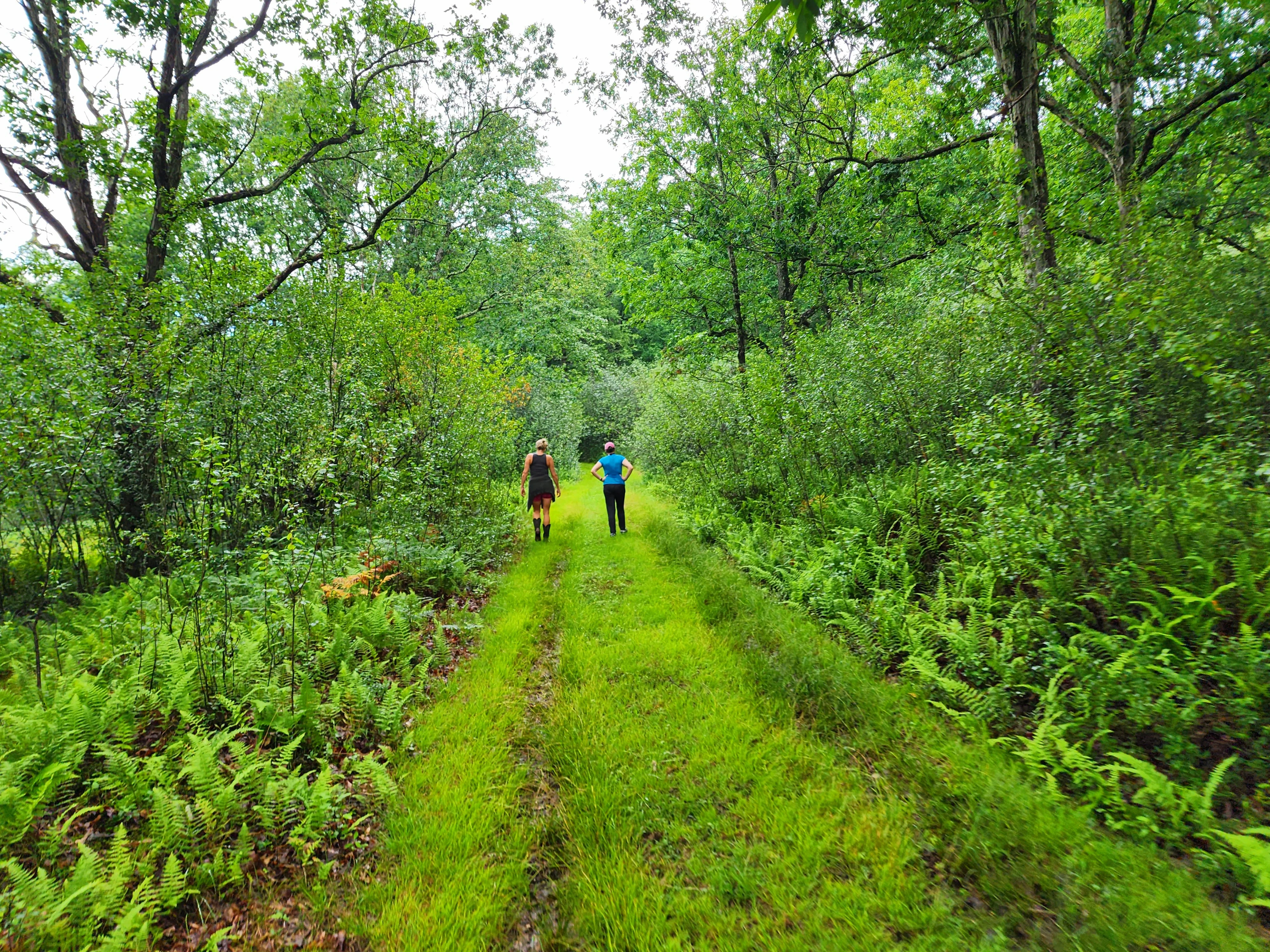 Two hikers walking a lush green fire trail through Graystones Preserve forest