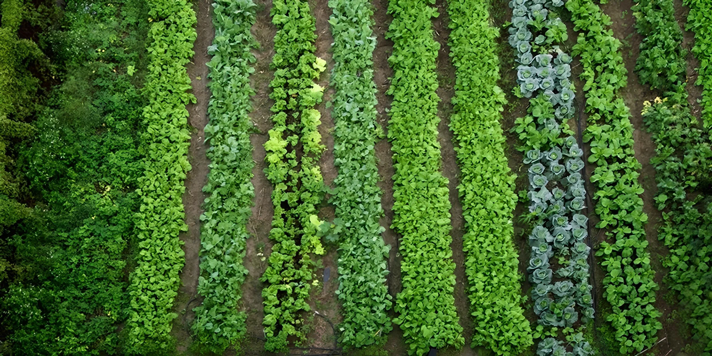 Aerial view of the 50,000 sq ft Graystones garden