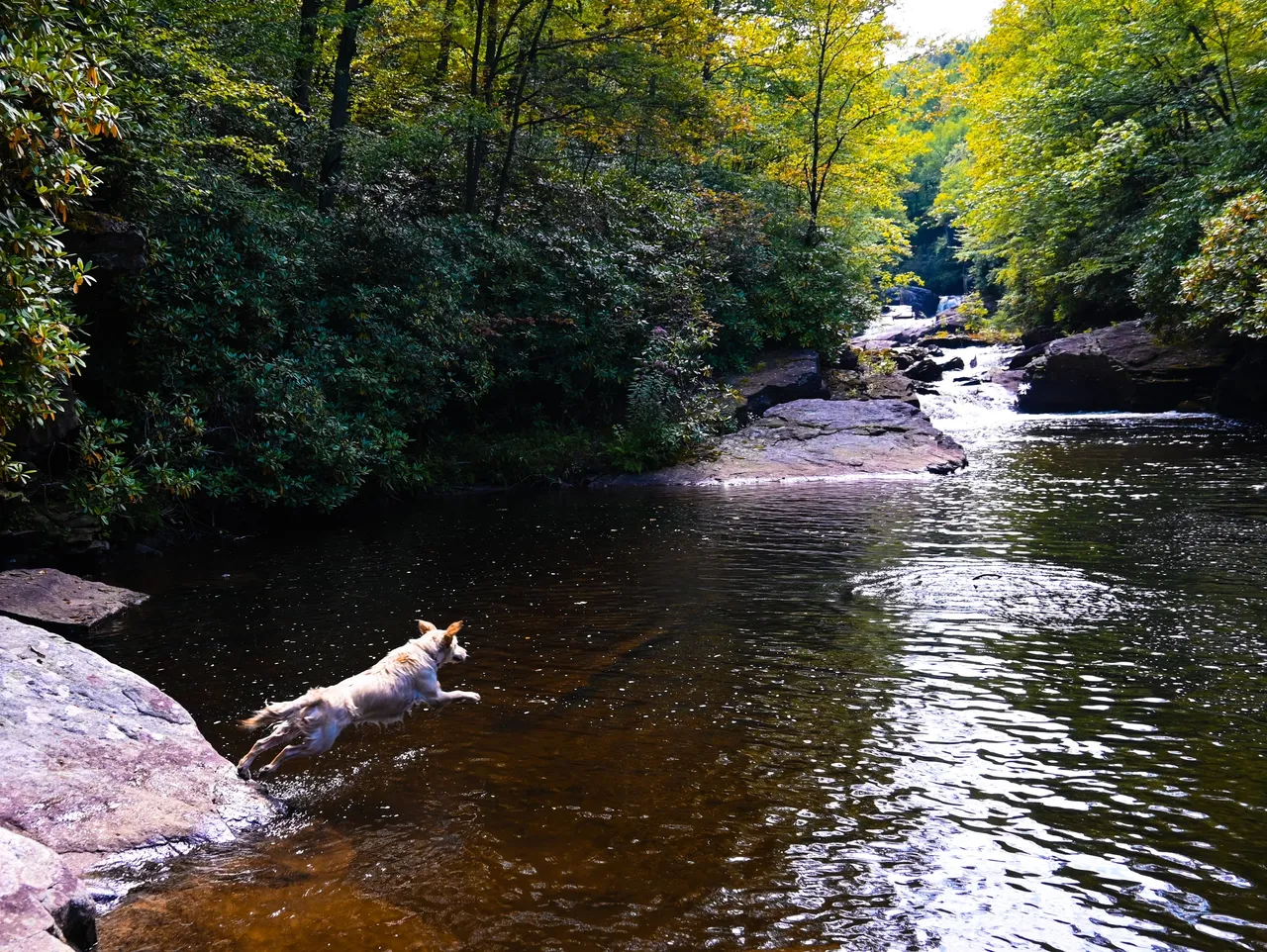 Dog playing in the trout stream